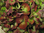 Hortensien im Schnitt,rost-rosa,1 Stück,,Länge ca.50cm,sehr schöne Blüten