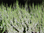 Calluna vulgaris,weiss,1 Pflanze