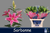 Lilien,oriental,rosa,5 Stiele,70cm lang,Bundware