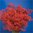 Schleierkraut,Gypsphylla,10 Stück,rot,gefärbt,70 cm,