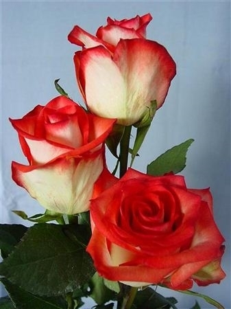 Ecuador-Rosen,10 Stück,zweifarbig,extra-groß,Blümchen