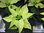 Euphorbia pulcherima,Weihnachtsstern,weiss,mini