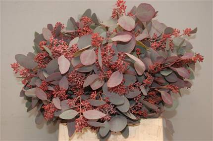 Eukalyptus,rot eingefäbt,mit Beeren,pro Bund,200 gr,ca.50cm lang