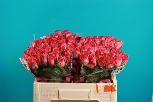 Rosen,rosa-pink,10 Stück,40 cm lang,großblumig,Bundware