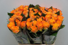 Rosen,orange,10 Stück,40cm,Bundware