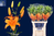 Lilien,orange,mehrblütig,5 Stiele