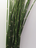 Bambus,grün,10 Stück