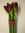 Amaryllis,rot,3 Stiele a 4 Blüten,60-70cm,