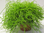 Rhipsalis bacciferra,schöne Pflanzen