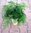 Business-Pflanze Nr.2 Asparagus plumosus
