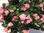 Azalee rosa,grosse Pflanze