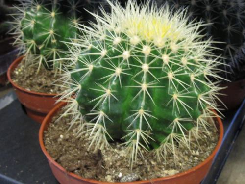 Kugel - Kaktus