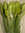 Amaryllis,weiss,3 Stiele,4 Blüten pro Stiel,70cm