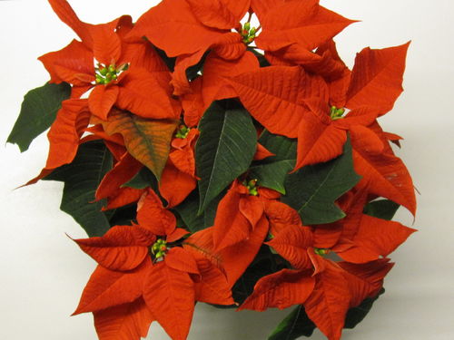 Euphorbia pulcherima,Weihnachtsstern,rot,5-8-Blüten