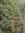 Adventgrün,Arizonica Bund ,1 kg