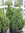 Zuckerhutfichte,Picea glauca,50-60 cm