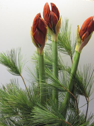 "Amaryllis-Präsent",rot,3 Stiele,a 4 Blüten,60cm,mit Seidenkiefer