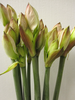 Amaryllis,weiss mit rot,3 Stiele,4 Blüten pro Stiel,70cm