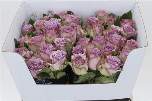 Rosen,flieder,großblumig,10 Stück,40 cm lang,Bundware