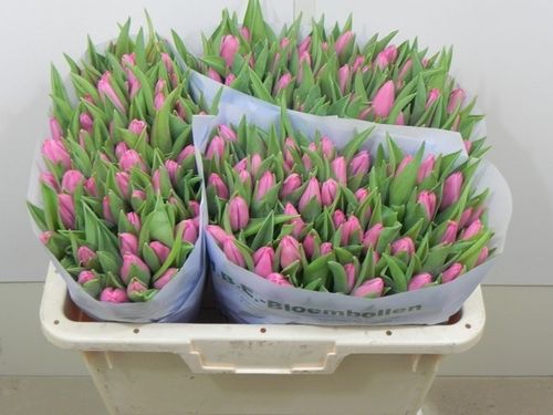 Tulpen,pink,30 Stück,Bundware