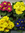 4 Primeln im Topf,bunt gemischt,mit vielen Blüten und Knospen,4 Pflanzen