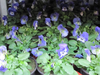 Hornveilchen,blau,mit vielen Blüten und Knospen,1 Pflanze