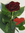 Blumenstrauss zum Valentinstag, "Valentins-Rose-Rot"