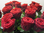 Rosen zum Vatentinstag,Rosen,rot,extra-grossblumig,70cm,10 Stück