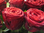 Rosen zum Valentinstag,Rosen,rot,extra großblumig,60 cm,10 Stück,Bundware