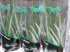 Aloe vera 40-45 cm