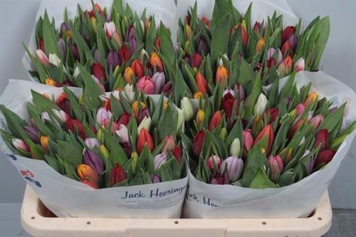 Tulpen,30 Stück,bunt gemischt,Bundware
