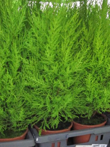 Zimmercypresse,Cypressus marcocarpa,Höhe ca. 60 cm,