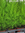 Zimmercypresse,Cypressus marcocarpa,Höhe ca. 60 cm,