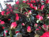 Azalee im Topf,rot-rosa,grosse Pflanze