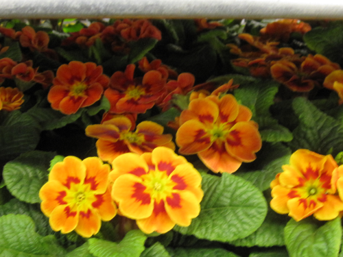Primel im Topf,orange,mit vielen Blüten und Knospen,1 Pflanze