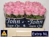 Rosen,rosa,10 Stück,40 cm lang,großblumig,Bundware