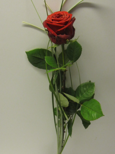Blumenstrauss,Eine rote Rosen,Red Naomi, extra-grossblumig, mit Gräsern gebunden,60 cm lang