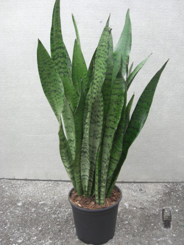 Sanseveria 60-70cm hoch,grün,starke Pflanzen