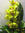 Blumenstrauß, "Orchidee",mit Beiwerk