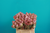 Rosen,altrosa-flieder,10 Stück,50 cm lang,großblumig,Bundware