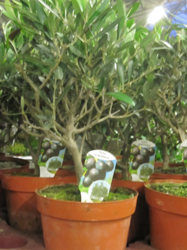 Oliven-Bäumchen im Topf,Höhe ca.50cm