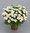 Margerite,Solitär-Pflanzen,Argyranthemum frutescens,im Topf,mit vielen Blüten und Knospen