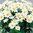 Margerite,Argyranthemum frutescens,im Topf,mit vielen Blüten und Knospen