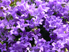Campanula,blau,"Get me",im Topf,mit vielen Blüten und Knospen