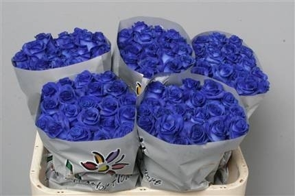 Rosen,blau,eingefärbt,10 Stück,60 cm lang,Bundware