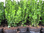 Buchsbaum,1 Topf, im 9-10cm Topf,schön gewachsen