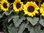 Sonnenblume/Helianthus im Topf, für den Balkon