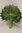 Aralien-Blätter,grün,10 Stück,20-25cm lang