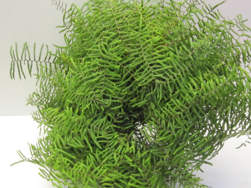 Corallfarn-Blätter,grün,10 Stück,30cm lang