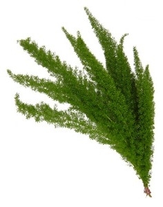 Asparagus meyerii,grün,1 Bund,Länge bis zu 50cm
